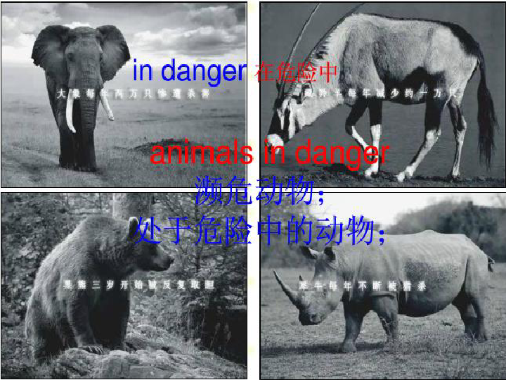 Unit 5 Animals in danger 课件 18张