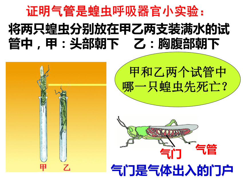 节肢动物呼吸方式图片