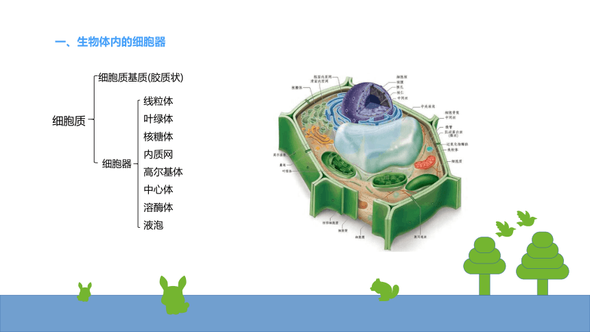 高考生物第一輪總複習名師課件7細胞器的結構與功能一26張ppt