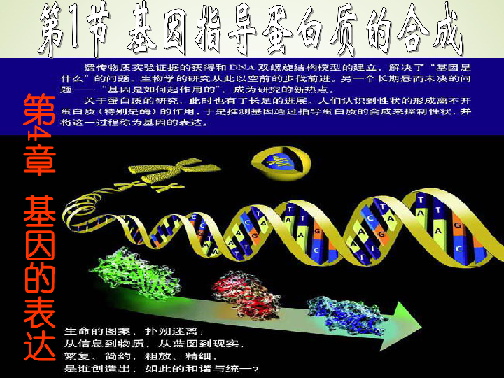 人教版高中生物必修二 4.1 基因指导蛋白质的合成课件共66张PPT