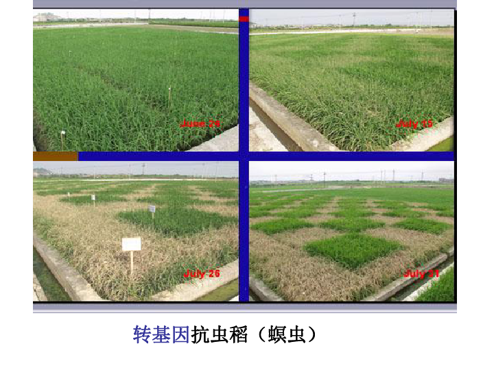 人教版高中生物复习课件：基因工程专题  共25张PPT