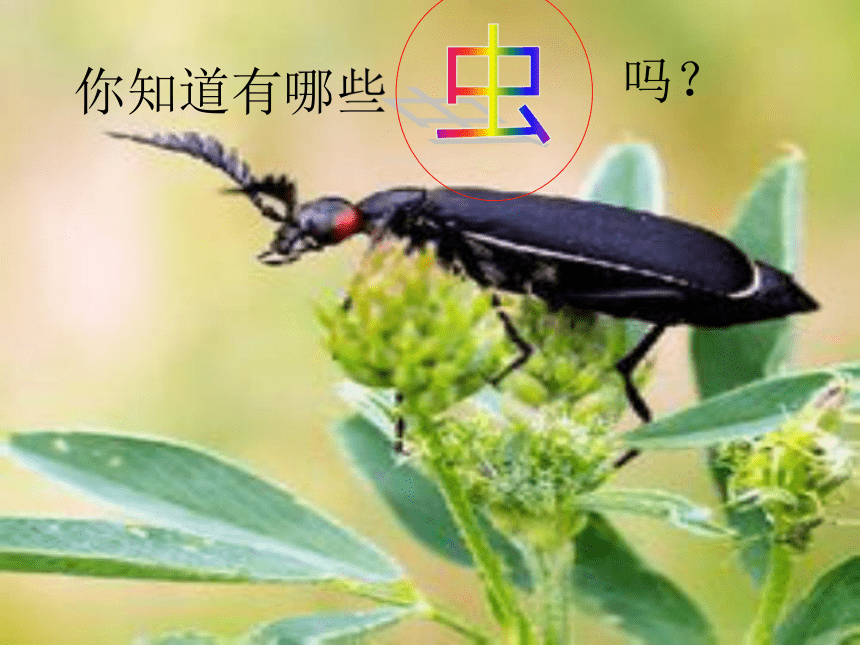 昆虫记 课件