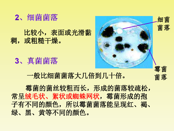 人教版八年级生物上册5.4.1 细菌和真菌的分布课件（(共19张PPT)）