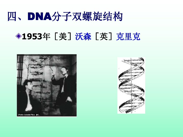 dna的结构