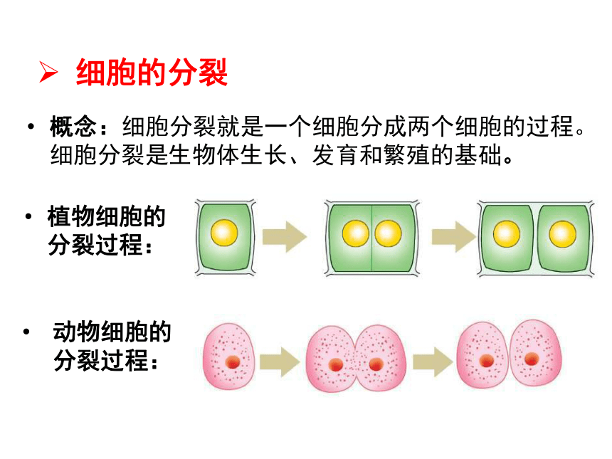 植物细胞分化过程图图片