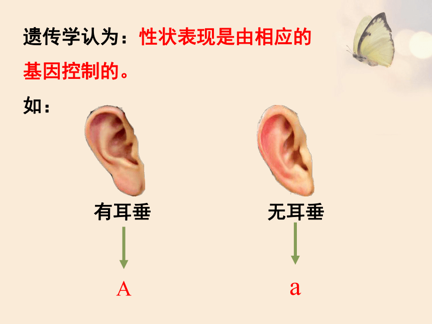 基因隨著配子的結合傳遞給下一代成對的基因在形成配子時相互分離成對