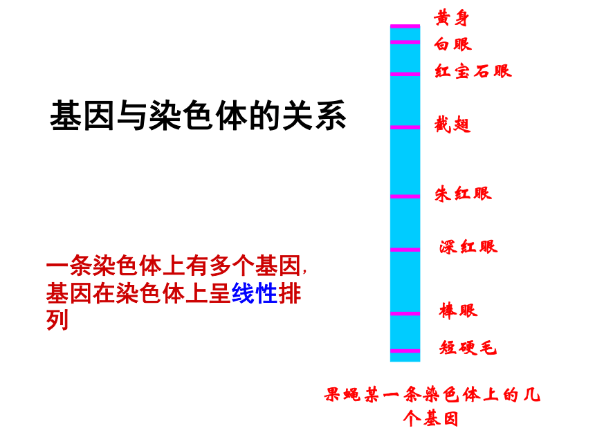 高中生物人教版必修2第三章第4节 基因是有遗传效应的DNA片段  课件（28张）