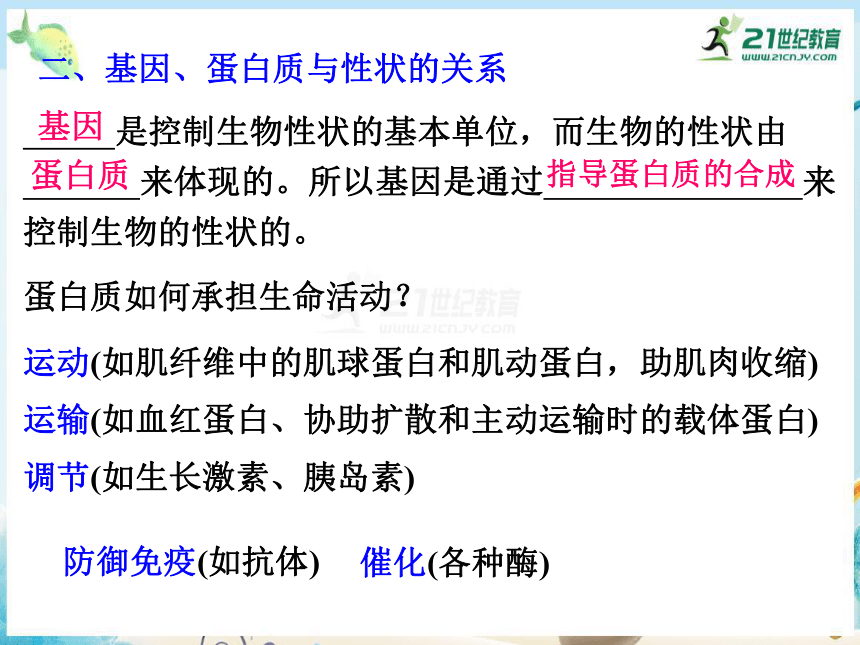 4.2 基因对性状的控制（共28张PPT）