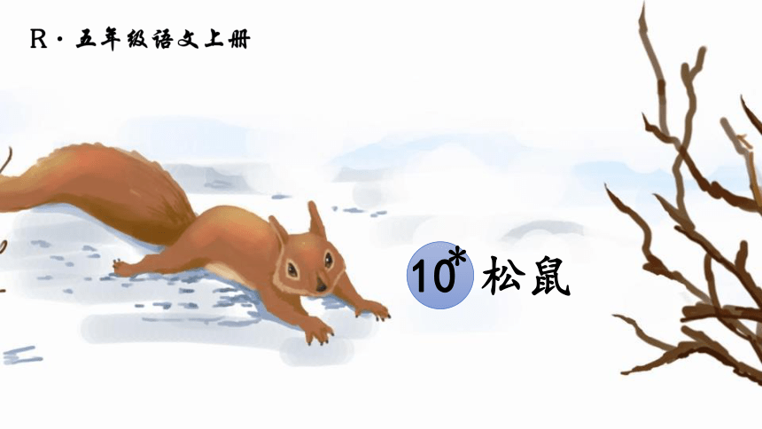 10 松鼠  课件（30张PPT）