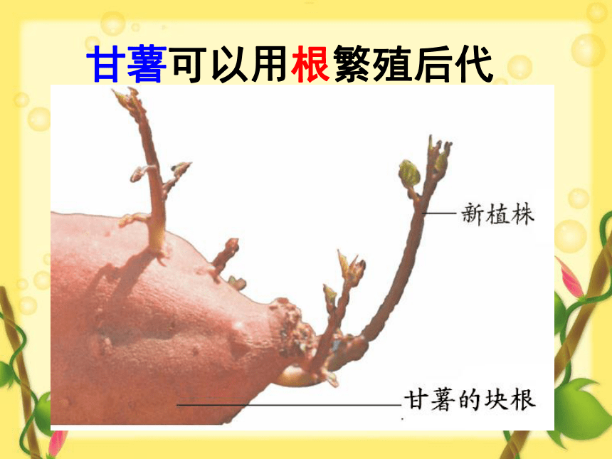 12 植物的营养繁殖 课件