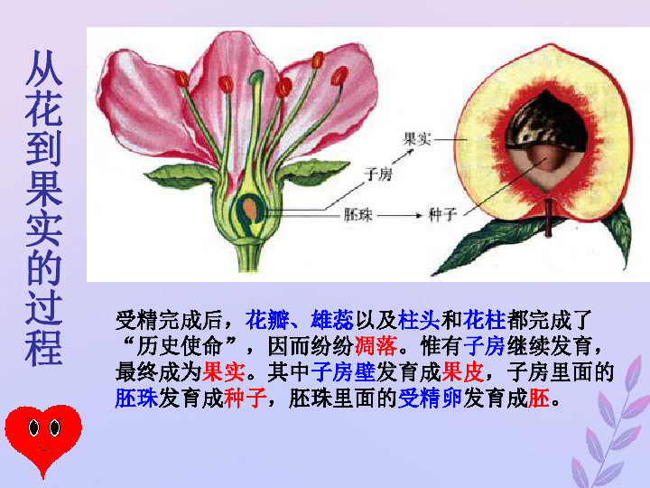 八年级生物上册第四单元物种的延续第一章绿色开花植物的一生第三节