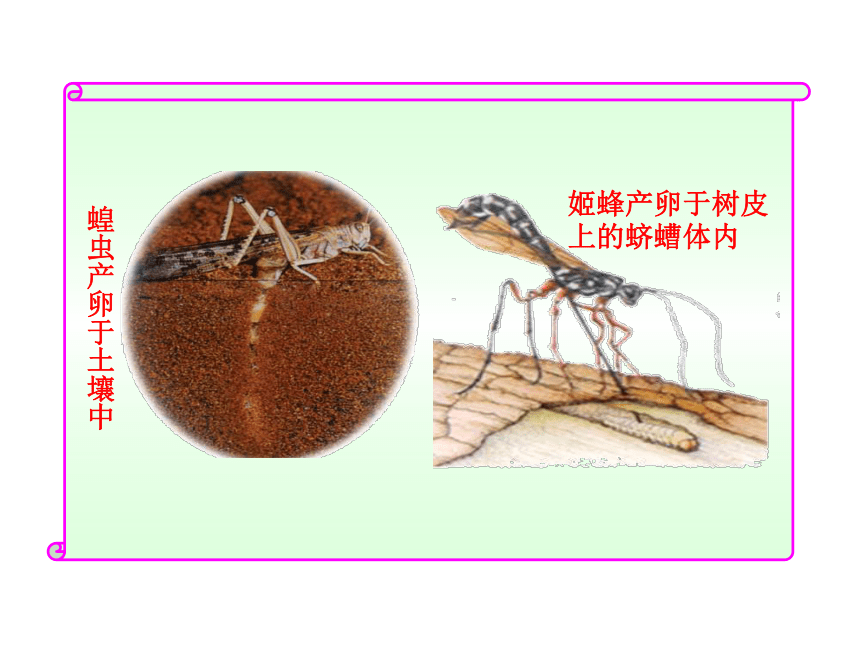 昆虫产卵器类型图片