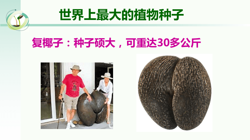 多種多樣的種子 種子的結構有圓形,橢圓形,腎形等 復椰子:種