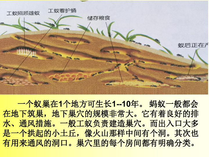 19蚂蚁  课件（26张PPT）