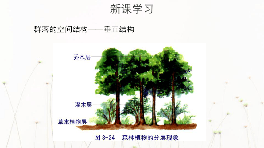 3《物种在群落中的生态位》课件(19张)