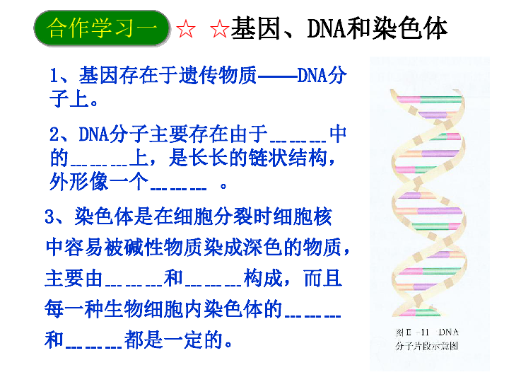人教版八年级生物下册2.2-基因在亲子代间的遗传课件(20张PPT)