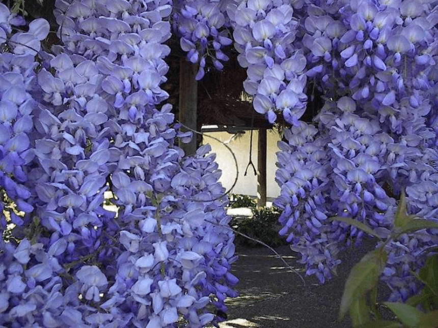 紫藤萝瀑布