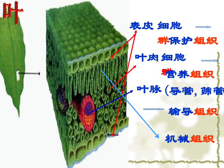 23生物体结构层次第二课时组织