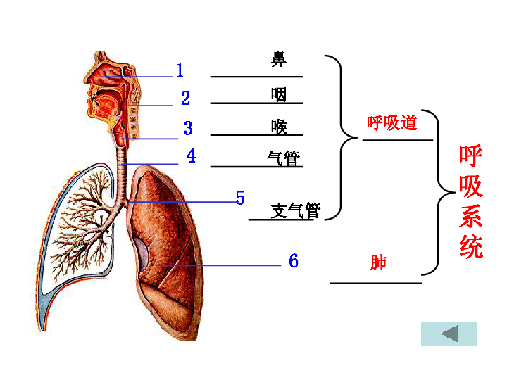 人呼吸原理结构示意图图片