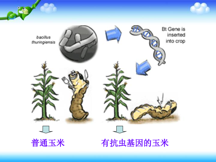 人教版高中生物选修3 专题1 基因工程  1.2 基因工程的基本操作程序