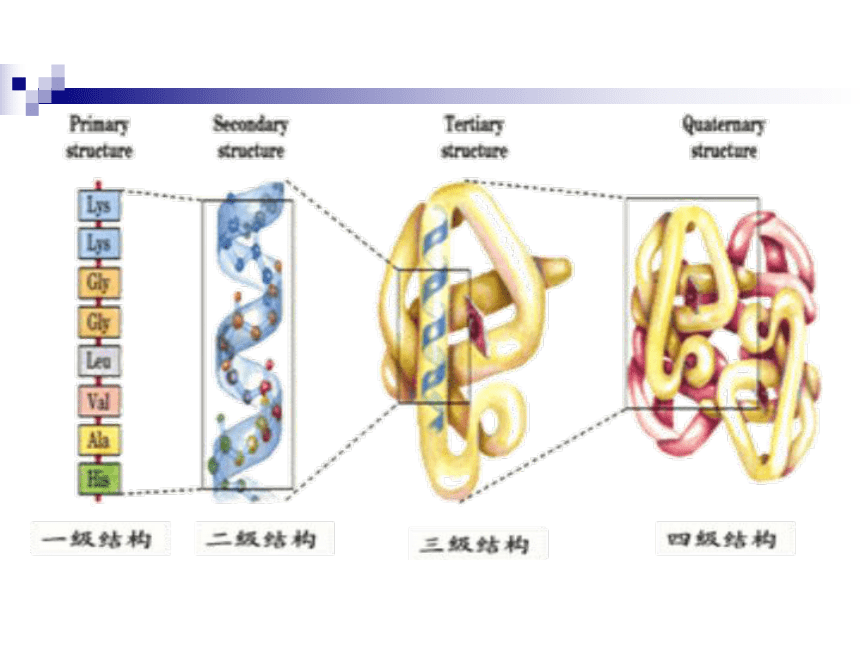 人教版生物选修3 专题1 第4节 蛋白质工程的崛起 教学课件 （共25张PPT）