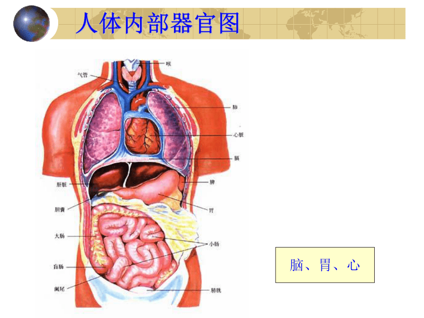 2017云南中考试题研究 生物 名师ppt 动物体的结构层次