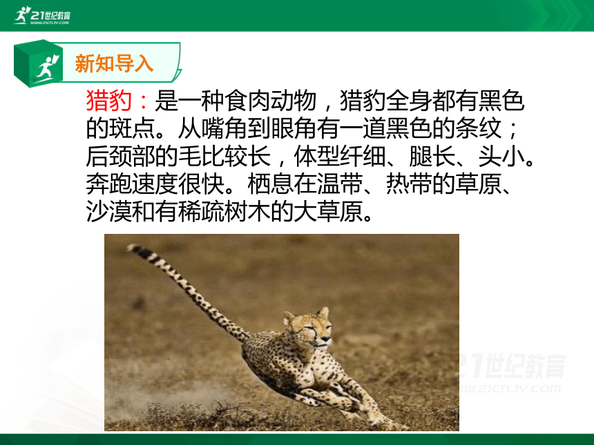 7什么比猎豹的速度更快    第一课时