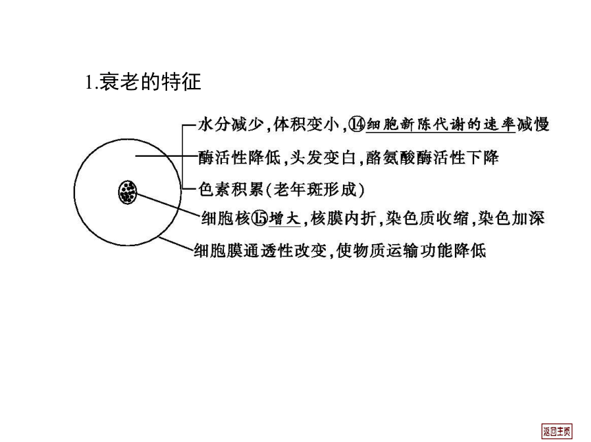 2014届高三生物一轮复习课件： 4.2 细胞的分化、衰老、凋亡和癌变