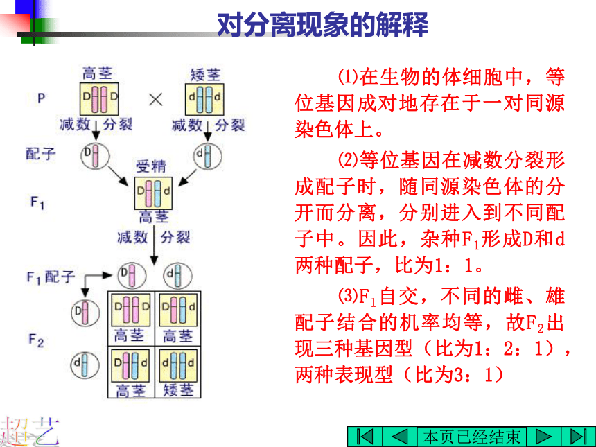 基因的分离规律在实践中的应用[上学期]