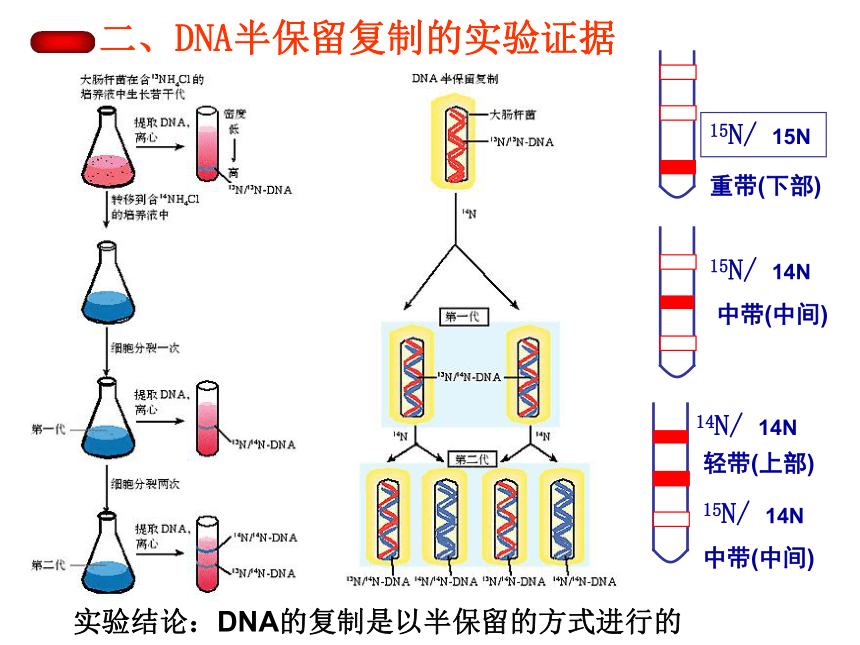 3.3 DNA的复制