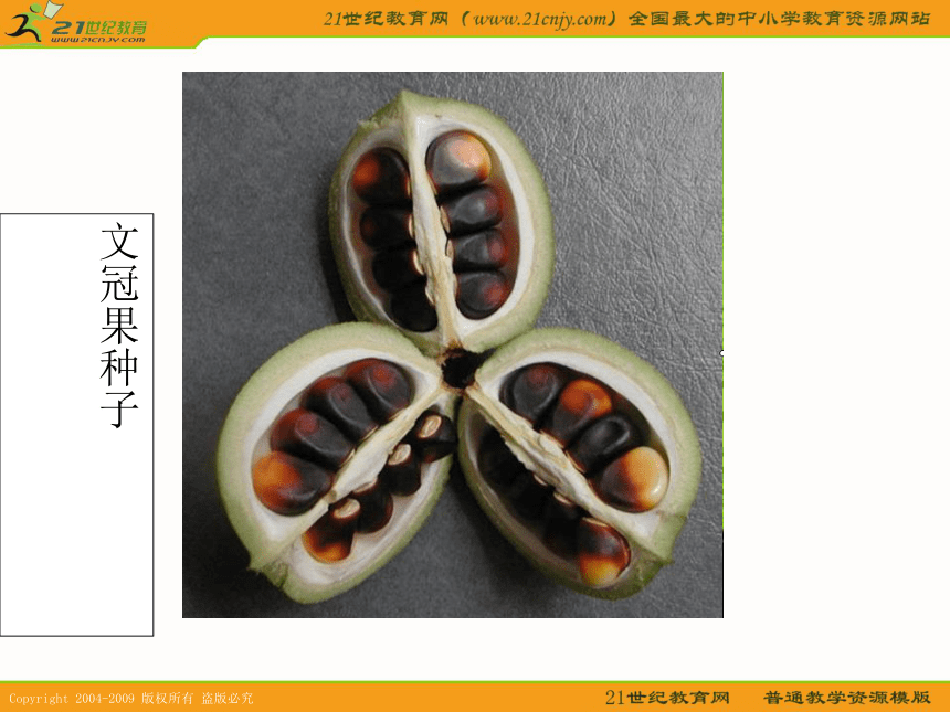 一年级语文下册课件 种子（北京版）