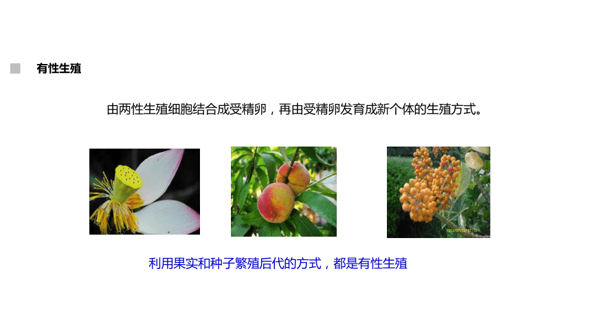 人教版八年级生物下册7.1.1《植物的生殖》课件 (共27张PPT)