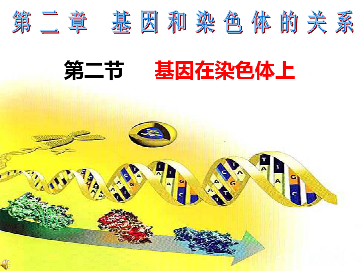 人教版高一生物必修二2-2-基因在染色体上(41张ppt)