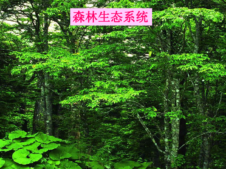 冀教版八下生物 7.3.4保护生态环境 课件（29张PPT）