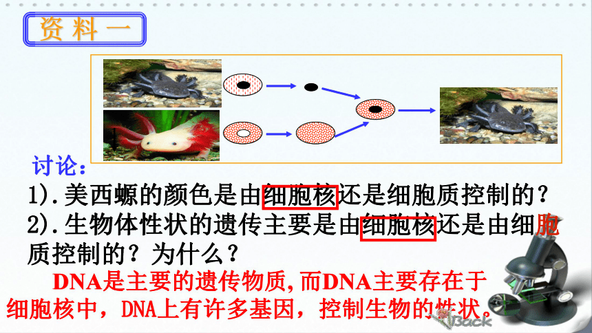 高中生物浙科版必修1 分子与细胞第二章 细胞的结构第四节  细胞核课件（20张）