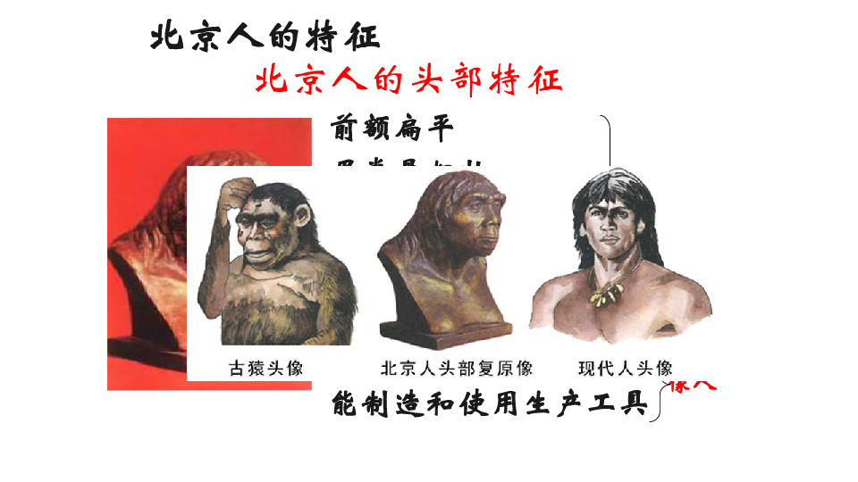 第1课 中国境内早期人类的代表--北京人(共20张PPT)