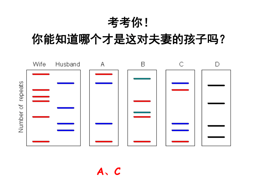 广东省佛山市超盈实验中学高中生物必修一_2.3遗传信息携带者 课件 （共23张PPT）