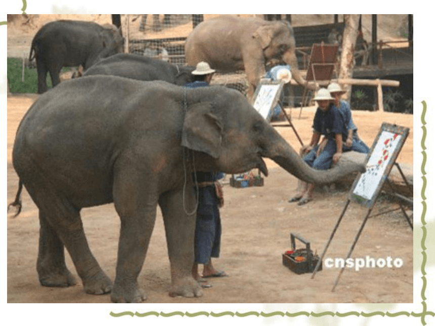 《曼谷的小象》课件