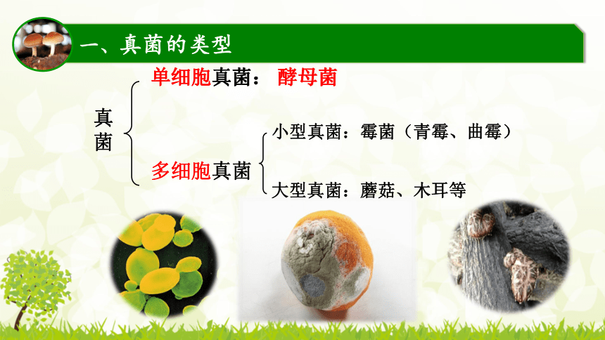 植物細胞酵母菌細菌動物細胞孢子1異養葉綠體營養3多菌絲曲掃帚狀青(6