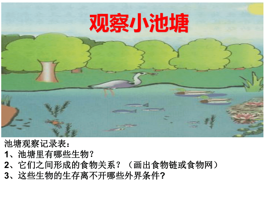 冀教版2001六年级科学下册课件10小池塘大世界课件25张ppt