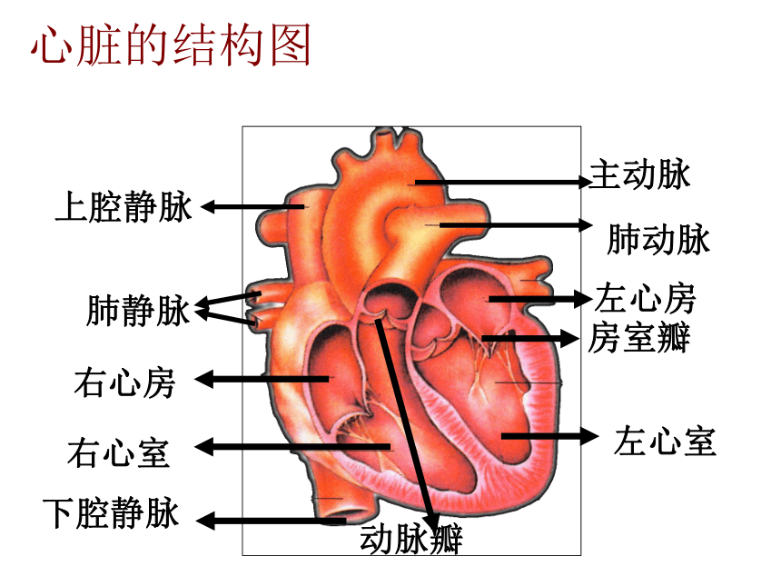 4.3输送血液的泵--心脏 (共22张PPT)