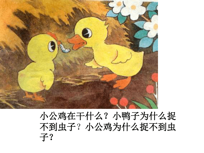 一年级语文下册课件-小公鸡和小鸭子