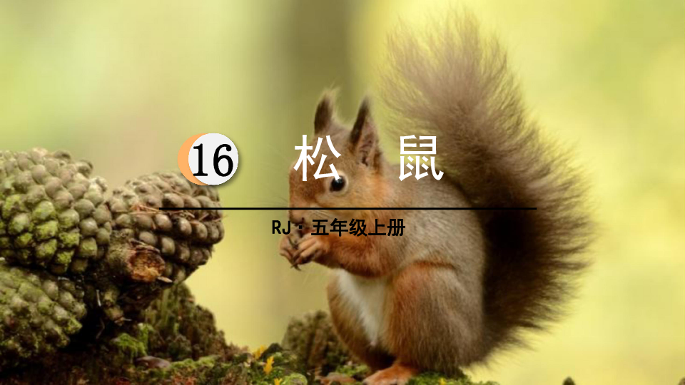 五年级上册语文课件-17.松鼠（人教部编版）（48张PPT)