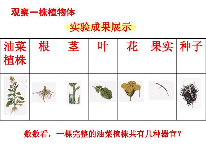 苏科版七下生物  9.1 植物体的组成 课件（26张PPT）