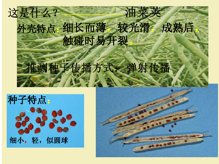 四年级下册科学课件 -2.4 把种子散播到远处  教科版 (共29张PPT)