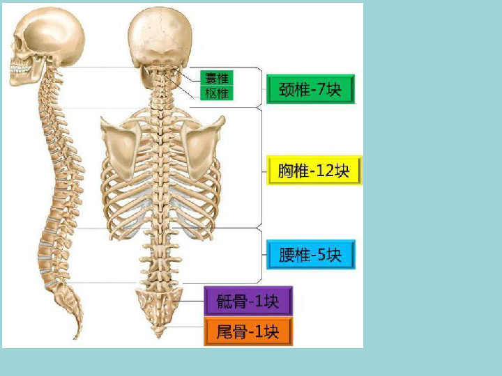 22多样的动物  课件（17张PPT）