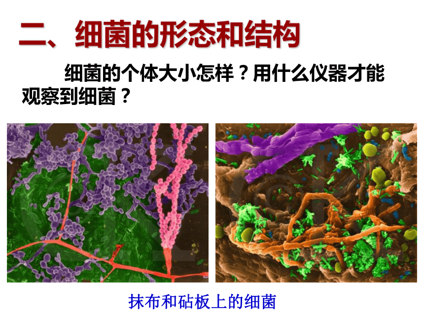 人教版八年级生物上册 第五单元 第四章 第2节 细菌 课件 （共41张PPT）