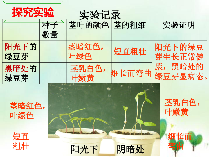 3观察绿豆芽的生长 教科版(共23张ppt)