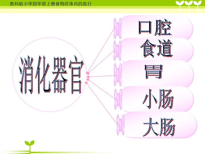 四年级上册科学课件- 4.5 食物在体内的旅行｜教科版 (共25张PPT)