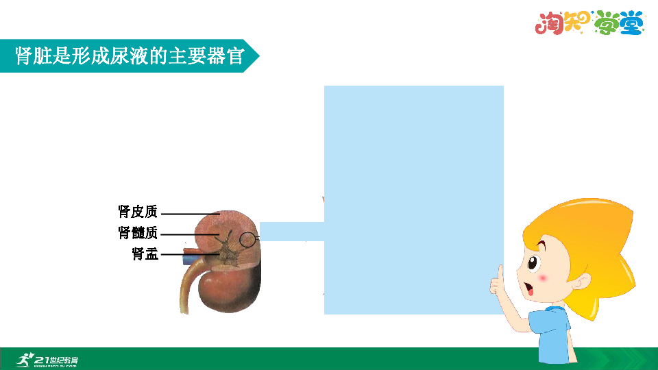 2020年春人教七下生物第五章肾单位的结构及功能 教学课件